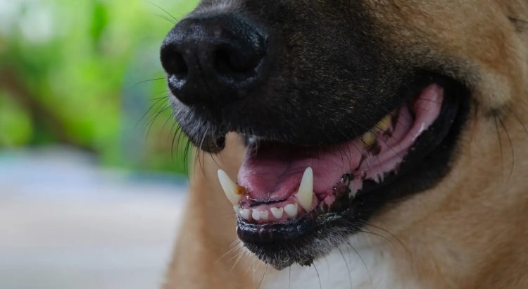 Una nena de 4 años murió tras ser atacada por un perro mestizo