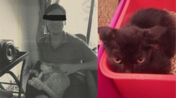 Denunciaron a un joven por torturar y asesinar a 16 gatos que pidió en adopción