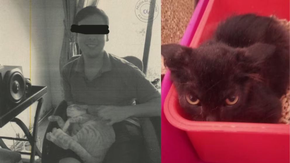 Denunciaron a un joven por torturar y asesinar a 16 gatos que pidió en adopción