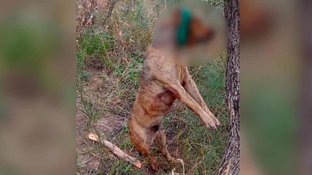 Detuvieron a un hombre acusado de graves casos de crueldad animal