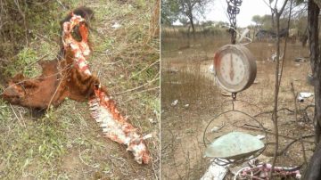 Buscan a cuatreros que faenaron tres vacas, una de ellas preñada en un campo de Río Hondo