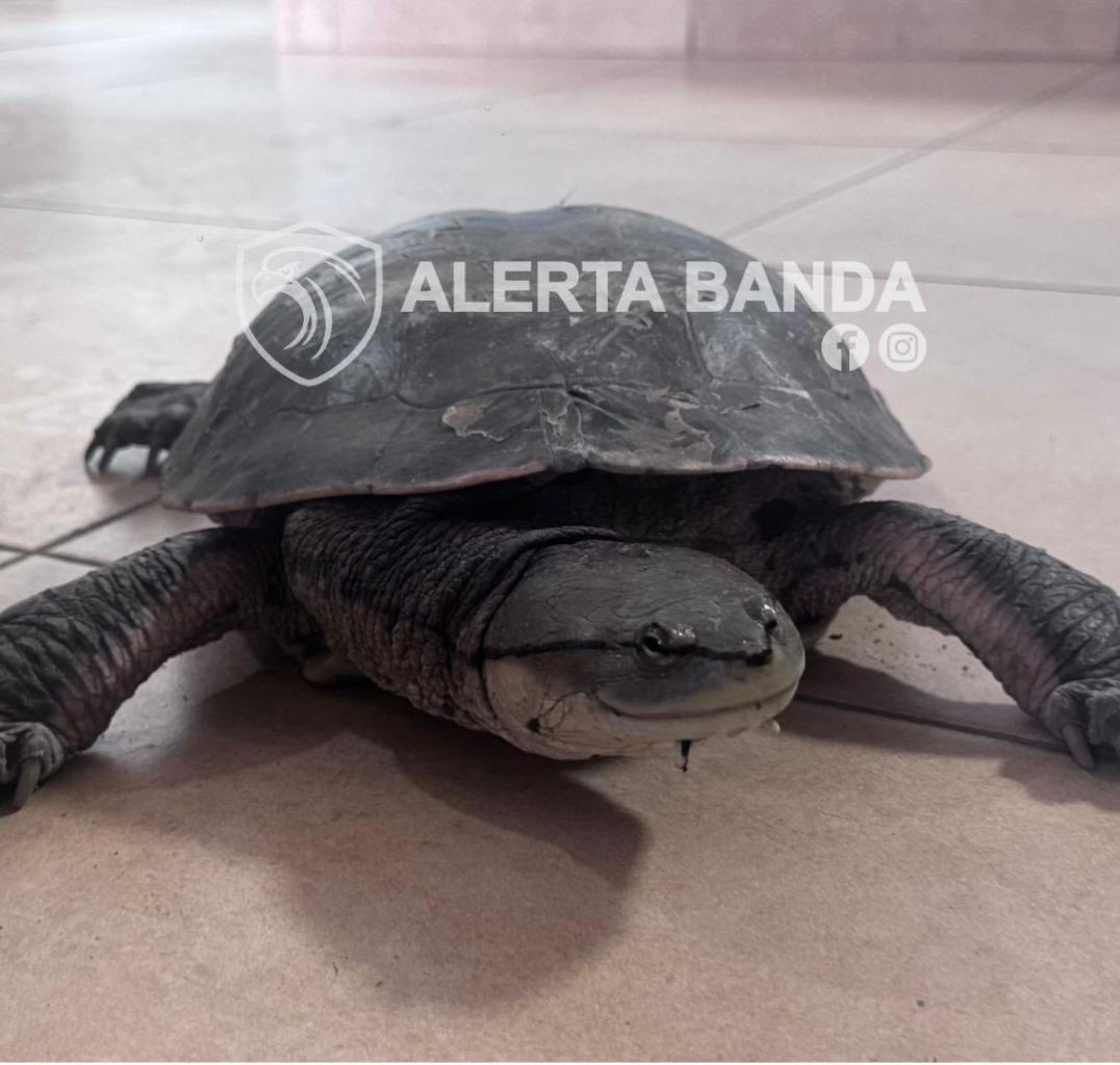 Un vecino rescató a una tortuga acuática cerca del B° Salta Prolongación