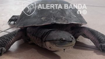 Un vecino rescató a una tortuga acuática cerca del B° Salta Prolongación
