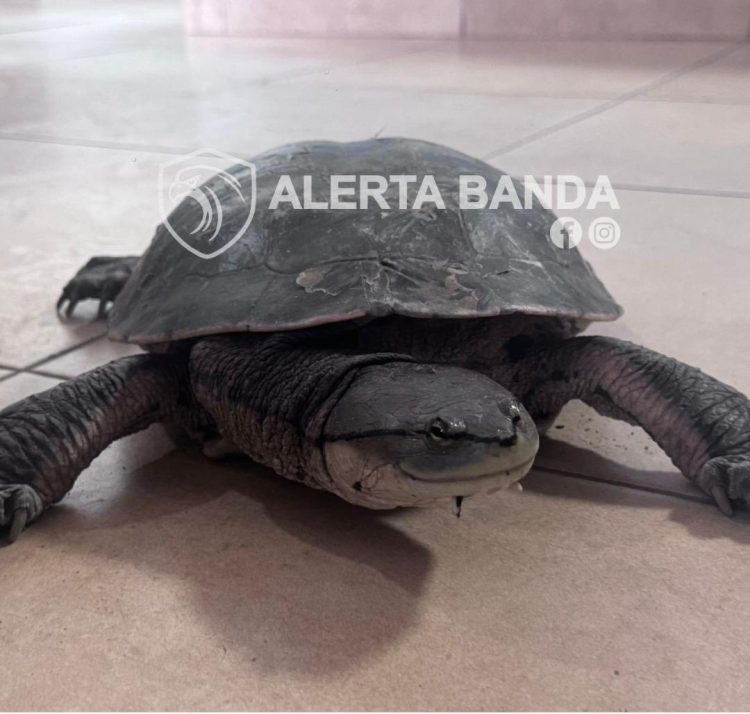 Un vecino rescató a una tortuga acuática cerca del B° Salta Prolongación