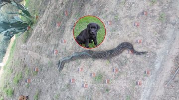 Vecinos del B° 750 Viviendas mataron a una lampalagua que estaba constriñendo a un perro