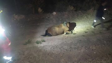 Una mujer fue hospitalizada tras impactar con un caballo en El Polear: el animal murió