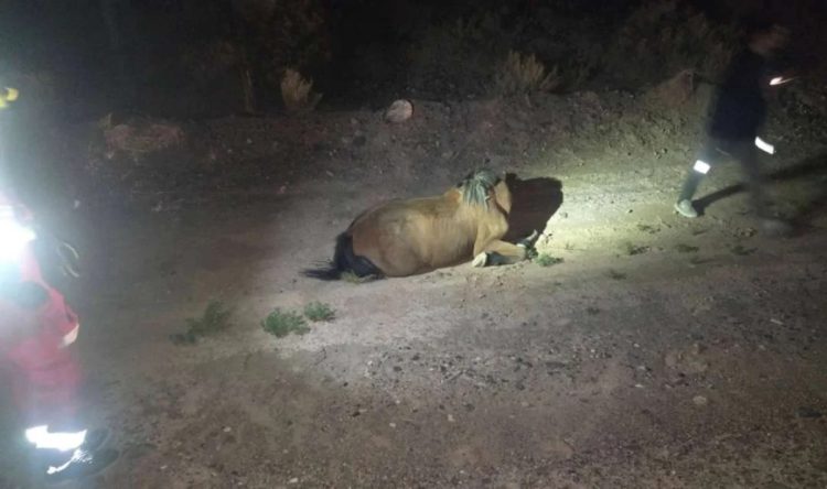 Una mujer fue hospitalizada tras impactar con un caballo en El Polear: el animal murió