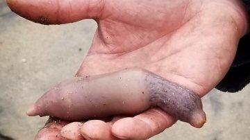 Tras la ciclogénesis, las playas quedaron invadidas de “peces pene”: todos los beneficios de este ejemplar que es considerado un manjar