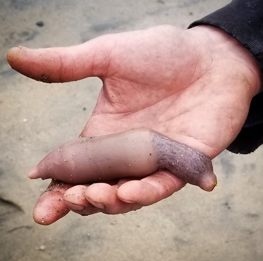Tras la ciclogénesis, las playas quedaron invadidas de “peces pene”: todos los beneficios de este ejemplar que es considerado un manjar