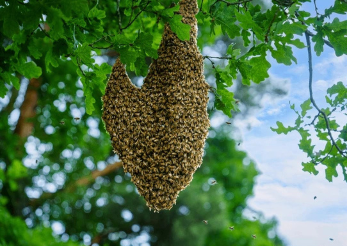Conmoción en Bandera: un hombre murió tras ser atacado por un enjambre de abejas