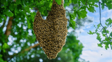 Conmoción en Bandera: un hombre murió tras ser atacado por un enjambre de abejas