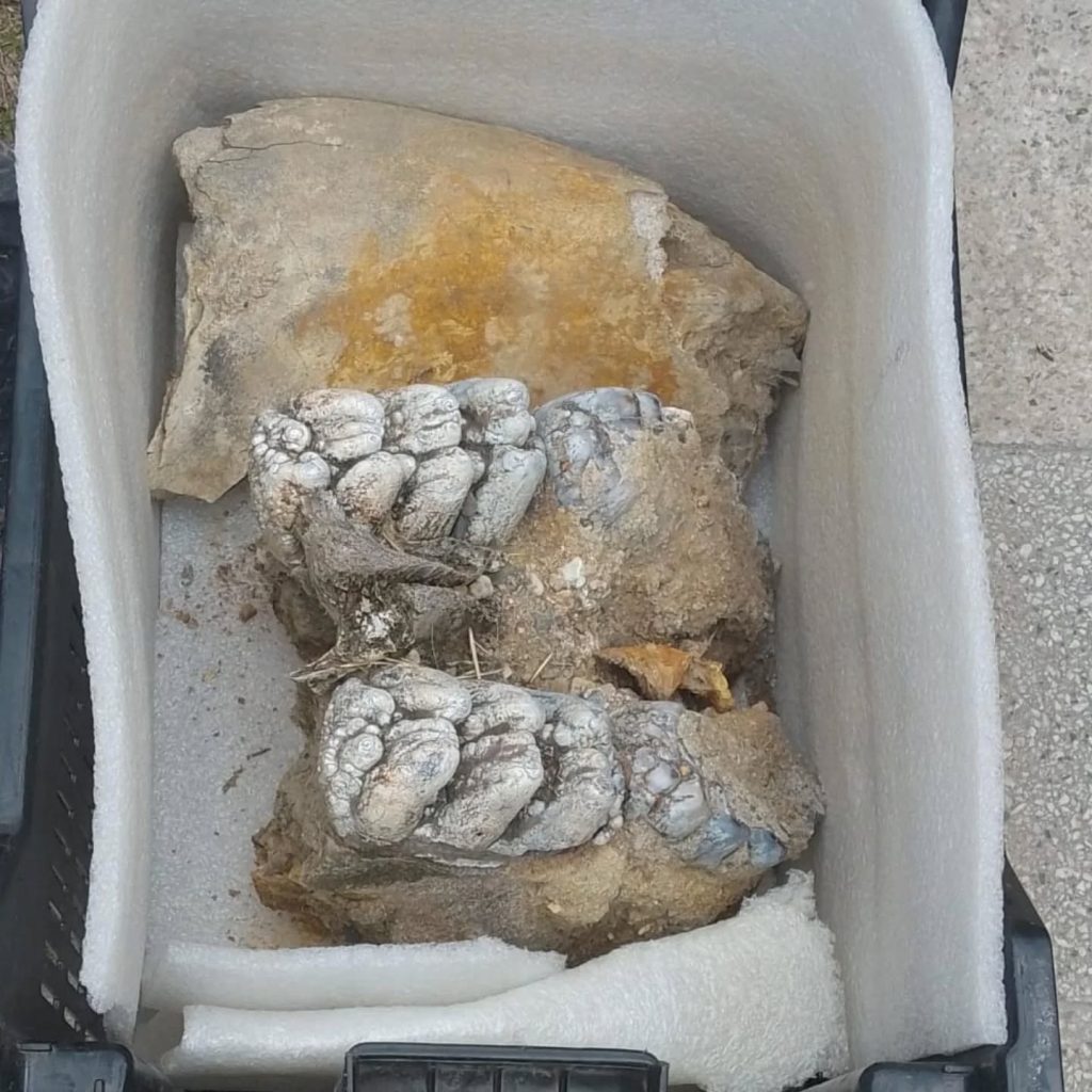 Prehistórico hallazgo en Los Quiroga: rescataron restos fósiles de la Era Glacial