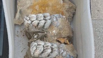 Prehistórico hallazgo en Los Quiroga: rescataron restos fósiles de la Era Glacial