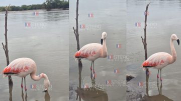 Guardavidas rescataron y devolvieron un flamenco rosado a su hábitat natural tras un aviso en un grupo de WhatsApp