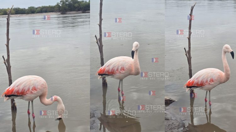 Guardavidas rescataron y devolvieron un flamenco rosado a su hábitat natural tras un aviso en un grupo de WhatsApp