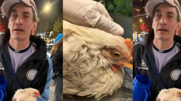 Indignación: buscan identificar a un hincha de Belgrano que desplumó a una gallina viva en pleno festejo