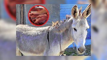 Ya no roban vacas, ahora roban burros: investigan la existencia de un matadero clandestino en Salavina
