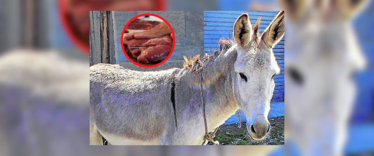 Ya no roban vacas, ahora roban burros: investigan la existencia de un matadero clandestino en Salavina