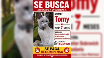 Buscan a “Tomy”, un gato que desapareció en el barrio Rivadavia