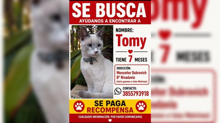 Buscan a “Tomy”, un gato que desapareció en el barrio Rivadavia