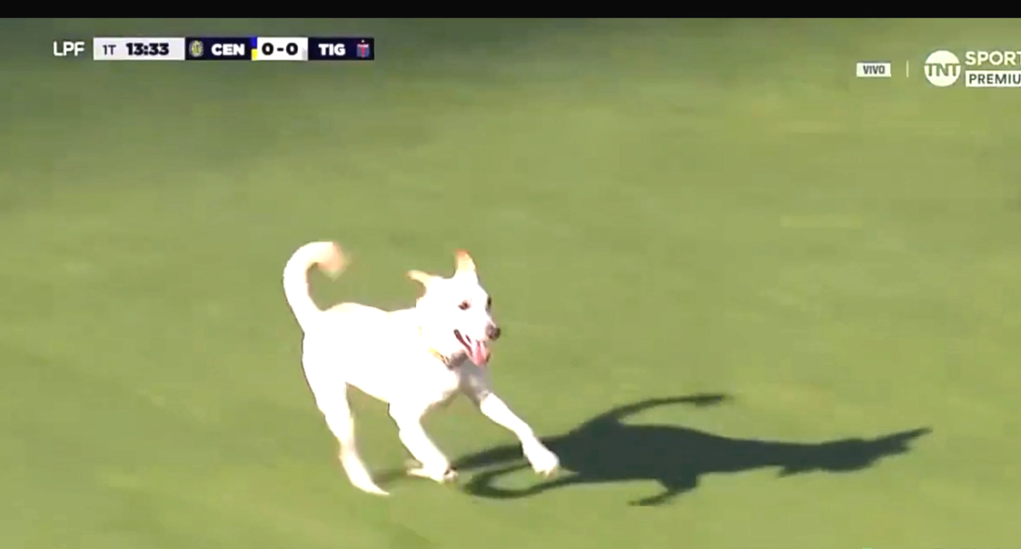 Video: un perro entró en pleno partido de Rosario Central-Tigre y provocó un momento insólito