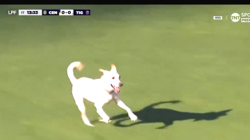 Video: un perro entró en pleno partido de Rosario Central-Tigre y provocó un momento insólito