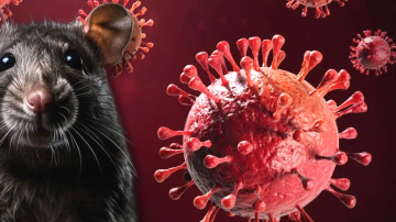 Hantavirus: ya son 102 los casos reportados en Argentina