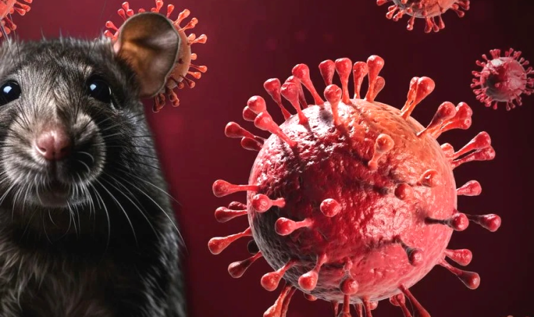 Hantavirus: ya son 102 los casos reportados en Argentina