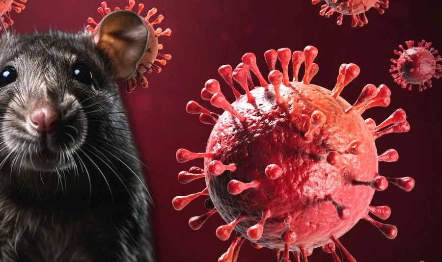Hantavirus: ya son 102 los casos reportados en Argentina