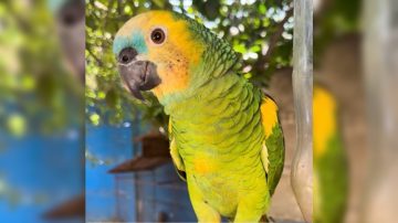 Buscan a “Teo”, un loro perdido en el barrio San Martín