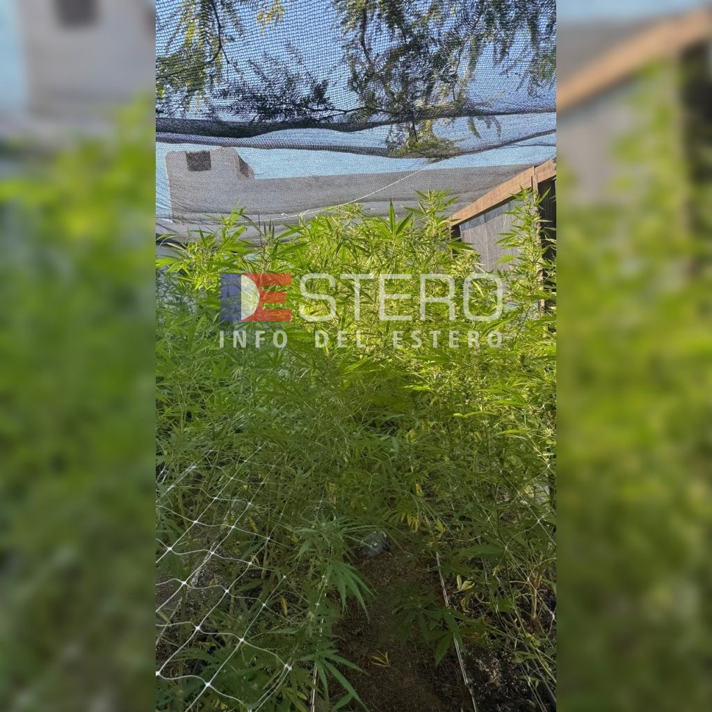 FUE PRIMICIA DE INFO DEL ESTERO: Rolando Castellanos reconoció que cultiva marihuana en su casa, pero con fines medicinales