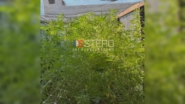 FUE PRIMICIA DE INFO DEL ESTERO: Rolando Castellanos reconoció que cultiva marihuana en su casa, pero con fines medicinales