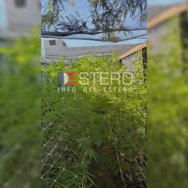 FUE PRIMICIA DE INFO DEL ESTERO: Rolando Castellanos reconoció que cultiva marihuana en su casa, pero con fines medicinales