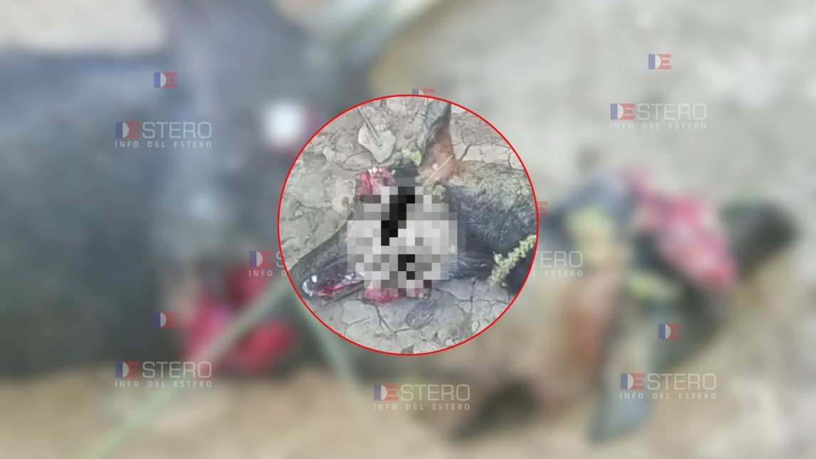 Brutal caso de maltrato animal: una perrita embarazada fue asesinada a escopetazos en Añatuya