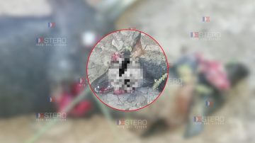 Brutal caso de maltrato animal: una perrita embarazada fue asesinada a escopetazos en Añatuya
