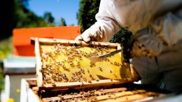 Las exportaciones de miel crecieron más del 90% en valor durante 2026