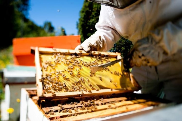 Las exportaciones de miel crecieron más del 90% en valor durante 2026