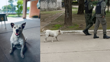 El Gendarme canino: la conmovedora historia de Zeus y la colecta para salvarlo