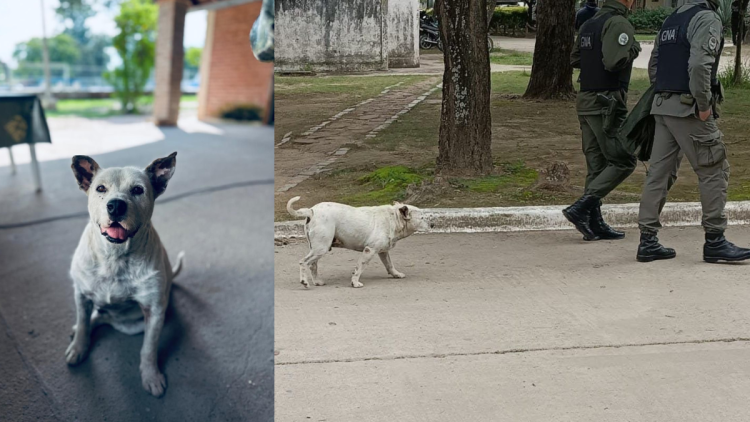 El Gendarme canino: la conmovedora historia de Zeus y la colecta para salvarlo