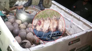 Crece la preocupación por la caza ilegal de matacos y quirquinchos en el norte santiagueño: los venden a $25.000