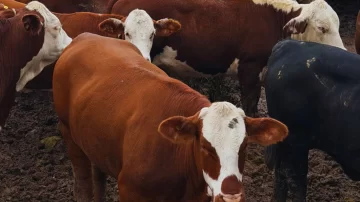Denunció el robo de 24 vacas valuadas en casi $18 millones en un campo de Salavina