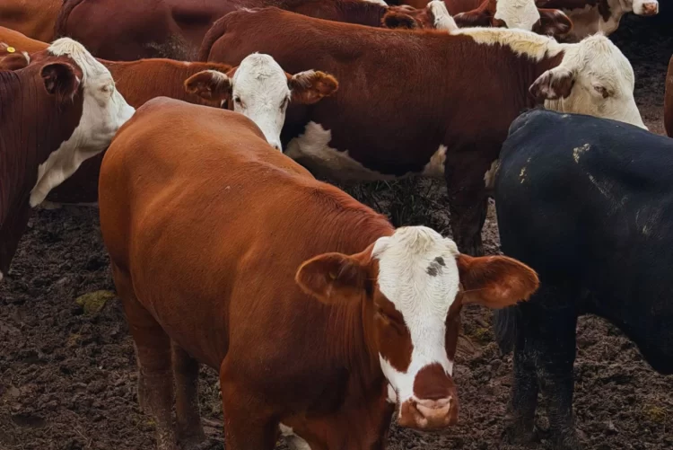 Denunció el robo de 24 vacas valuadas en casi $18 millones en un campo de Salavina