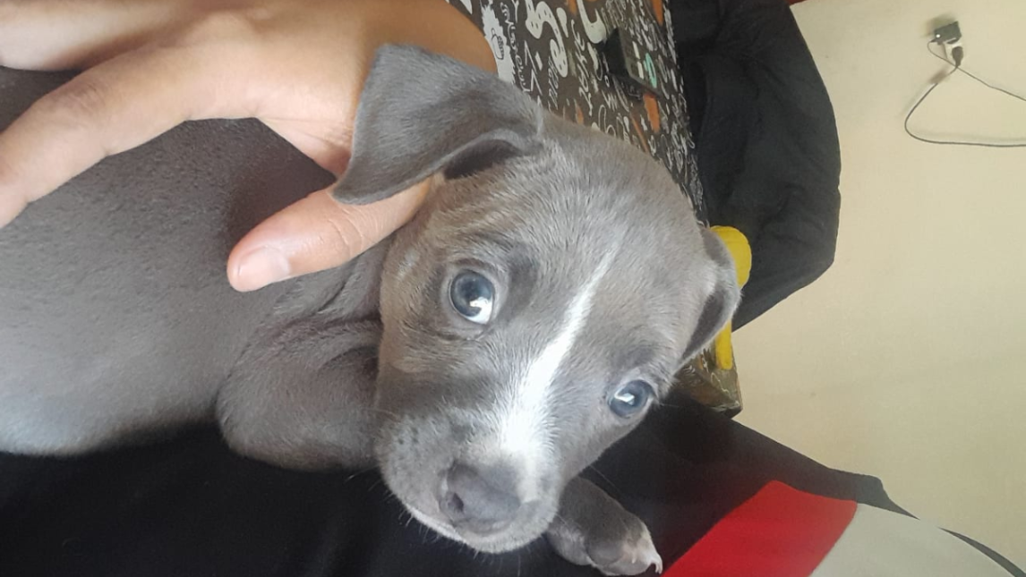 Familia del barrio René Favaloro busca desesperadamente a su perrita Cloe que se encuentra bajo tratamiento médico