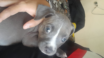 Familia del barrio René Favaloro busca desesperadamente a su perrita Cloe que se encuentra bajo tratamiento médico