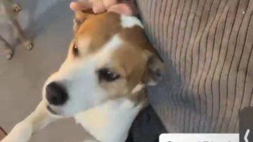 Escrachan en redes sociales a un hombre que comparte videos pegándole piñas a su perro