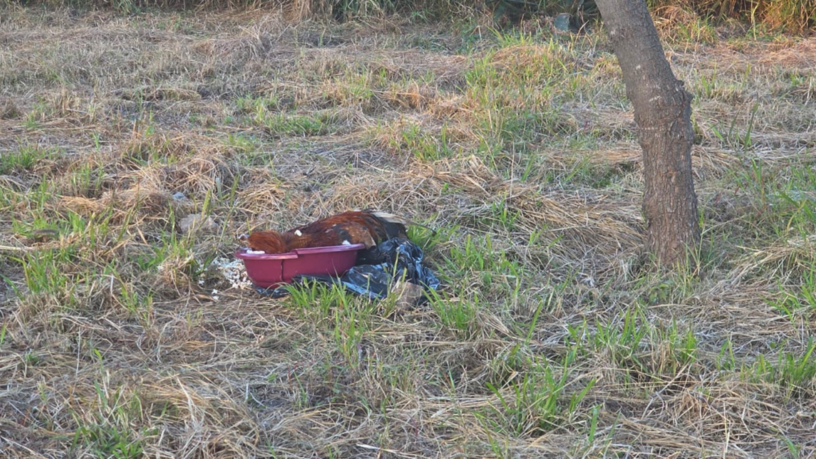 VIDEO. Hallan una presunta ofrenda ritual con un gallo y pochoclos junto a la autopista