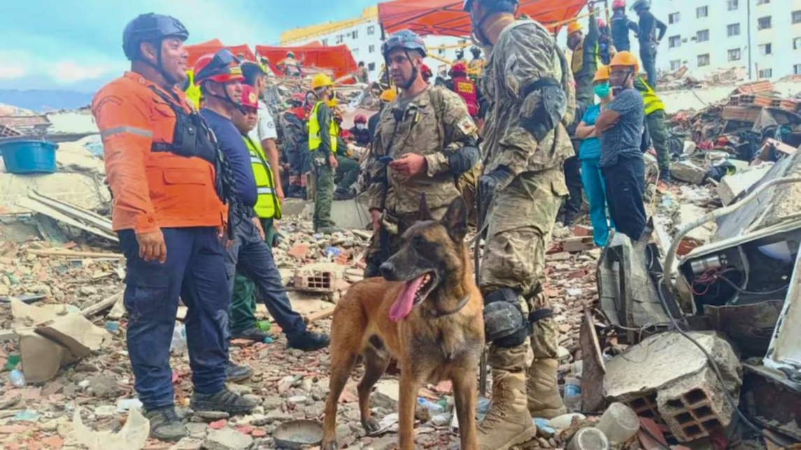 VIDEO. Quién es Bart, el perro argentino que salvó a dos niños atrapados tras el terremoto en Venezuela