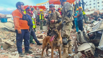 VIDEO. Quién es Bart, el perro argentino que salvó a dos niños atrapados tras el terremoto en Venezuela