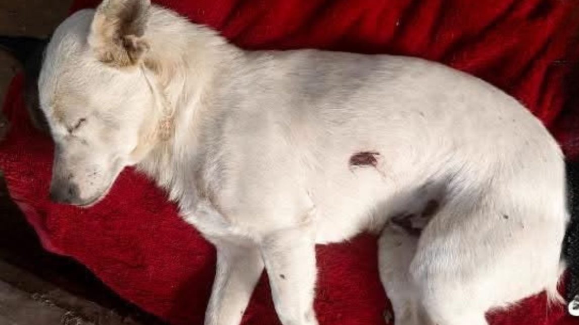 Un perro fue atacado a tiros en Monte Quemado y vecinos reclaman que se investigue el hecho