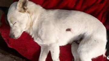 Un perro fue atacado a tiros en Monte Quemado y vecinos reclaman que se investigue el hecho